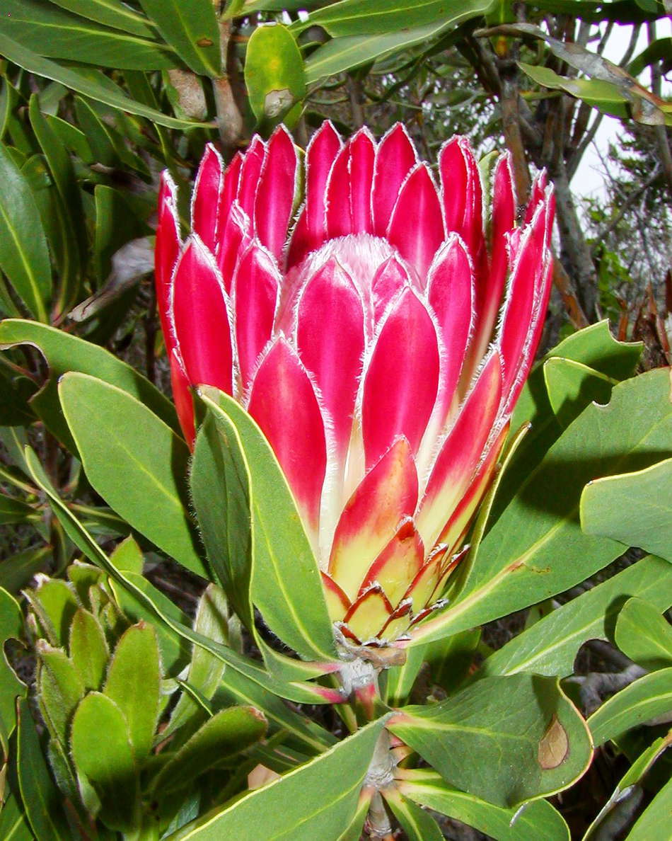Grootbos NR  |  Protea obtusifolia