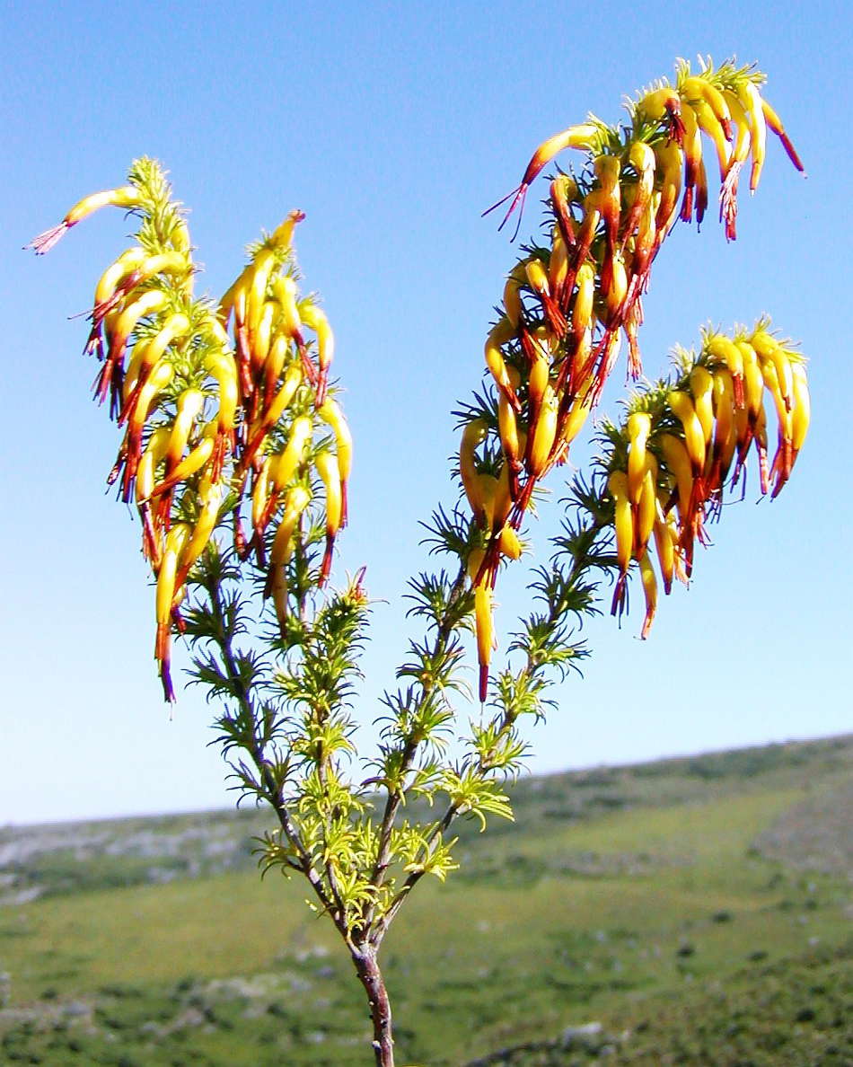 Grootbos NR  |  Erica coccinea