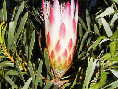Grootbos NR  |  Protea repens