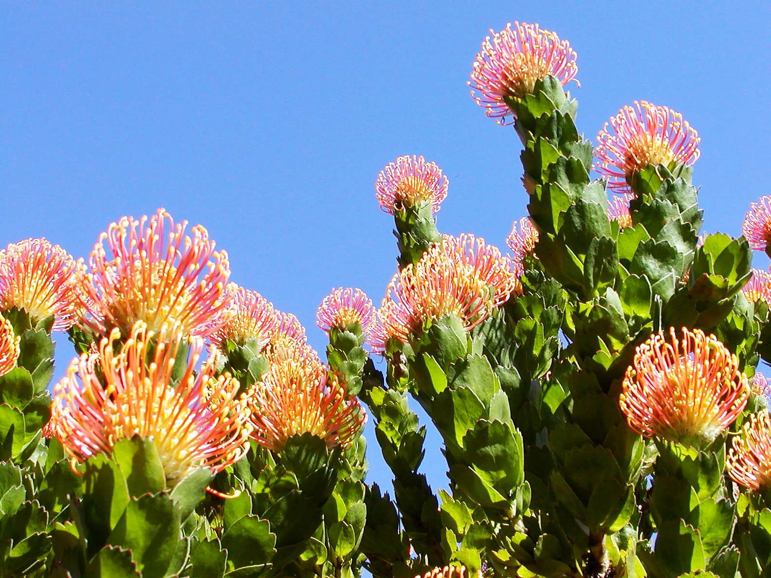 Grootbos NR  |  Leucospermum patersonii