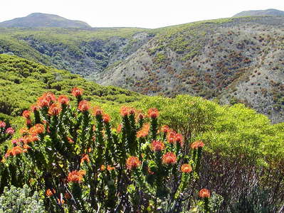 Grootbos NR  |  Forest Valley