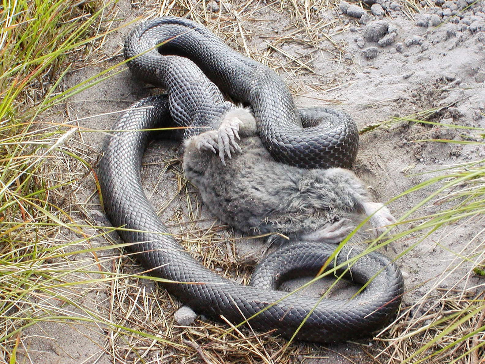 Grootbos NR  |  Mole snake at dinner