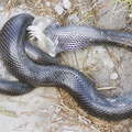 Grootbos NR  |  Mole snake at dinner