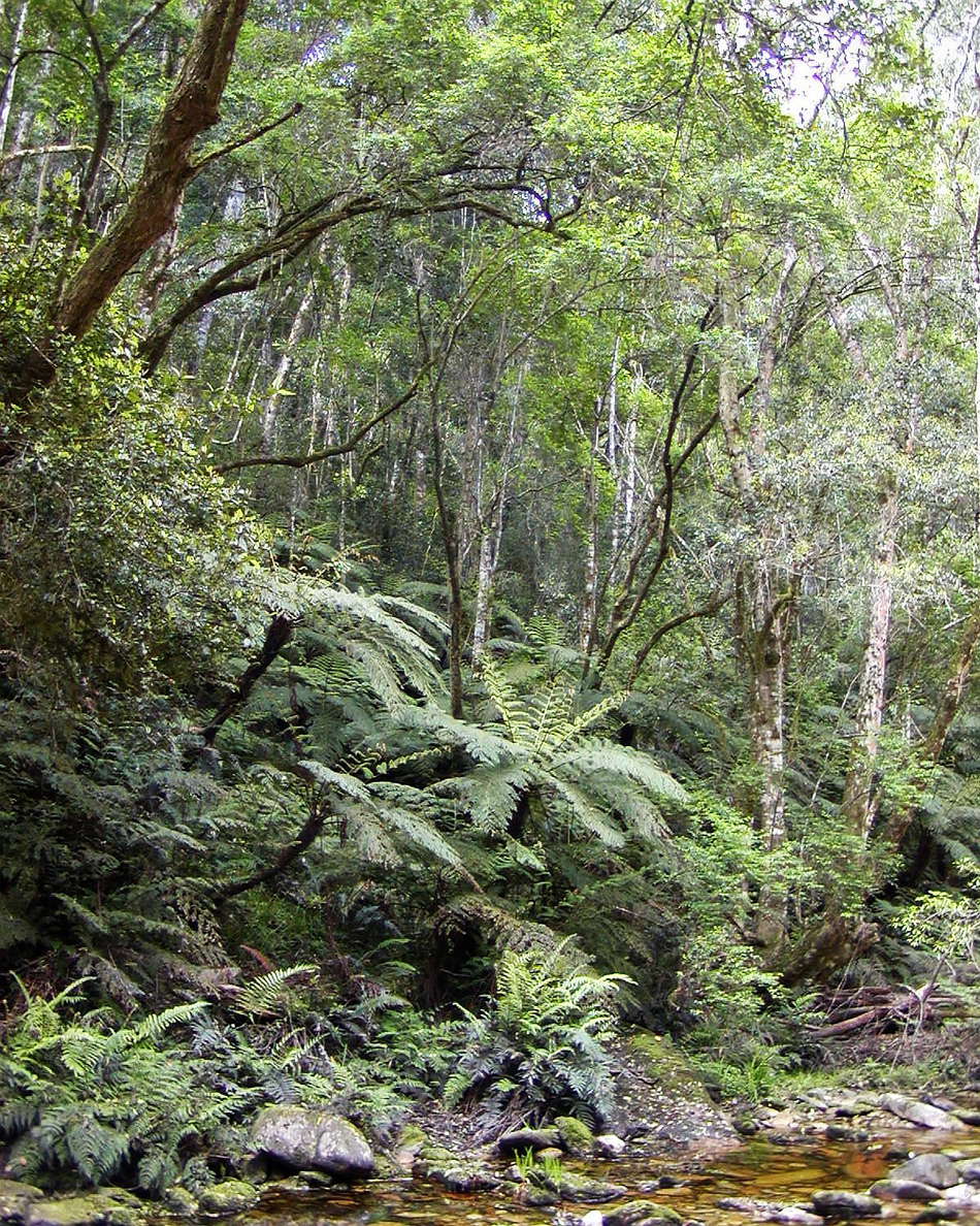 Knysna Forest  |  Jubilee Creek