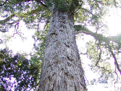 Knysna Forest  |  Podocarpus