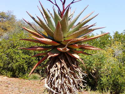 Karroo Botanical Garden  |  Aloe ferox