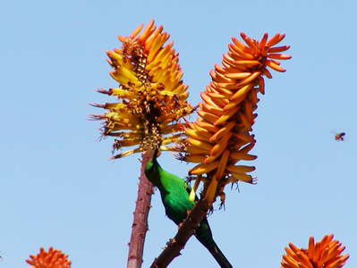 Karroo Botanical Garden  |  Pollination