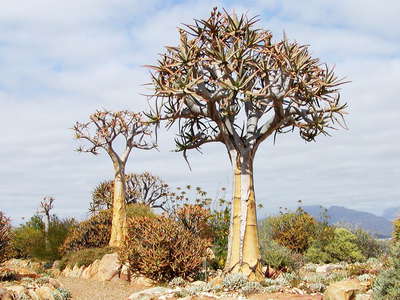 Karroo Botanical Garden  |  Aloe dichotoma