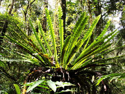 Kinabalu NP  |  Montane rainforest with epiphyte