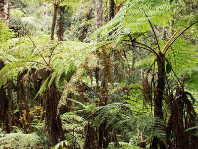 Kinabalu NP  |  Montane rainforest with tree ferns