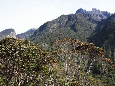 Kinabalu NP |  Cloud forest and Mt. Kinabalu