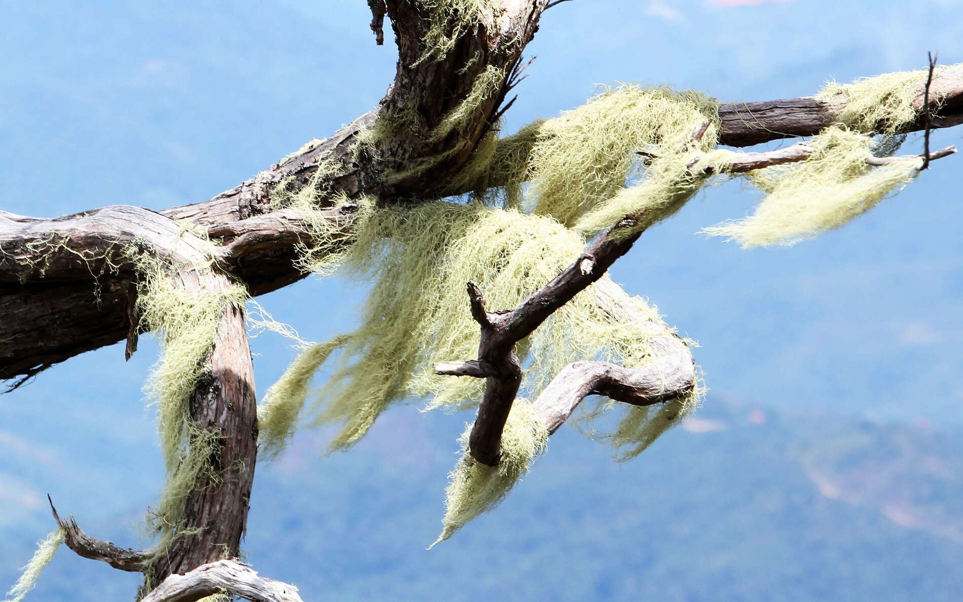 Kinabalu NP  |  Cloud forest with lichen