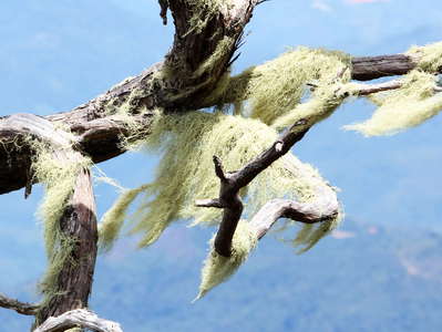 Kinabalu NP  |  Cloud forest with lichen
