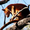 Sydney  |  Tree-kangaroo