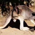 Sydney  |  Kangaroo
