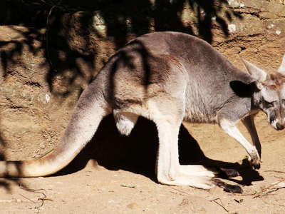 Sydney  |  Kangaroo