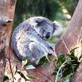 Sydney  |  Koala