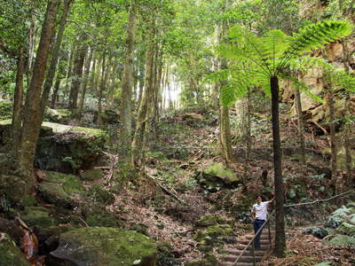 Katoomba  |  Temperate rainforest with tree fern