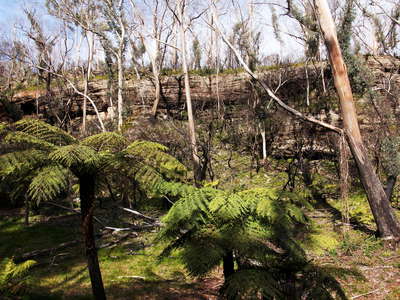 Katoomba  |  Tree ferns in burnt Eucalyptus forest