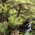 Leura  |  Tree ferns and waterfall