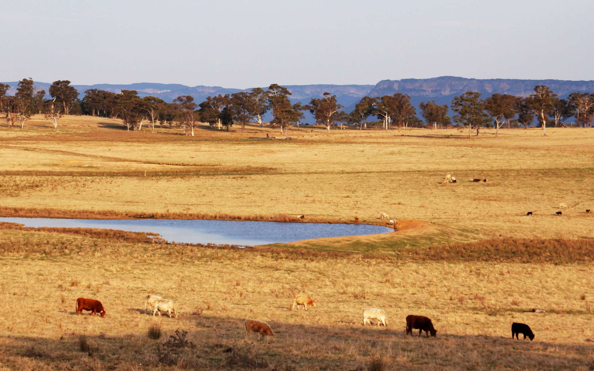 Capertee  |  Cattle farm and Blue Mountains