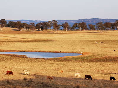 Capertee  |  Cattle farm and Blue Mountains