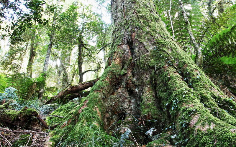 New England NP  |  Temperate rainforest