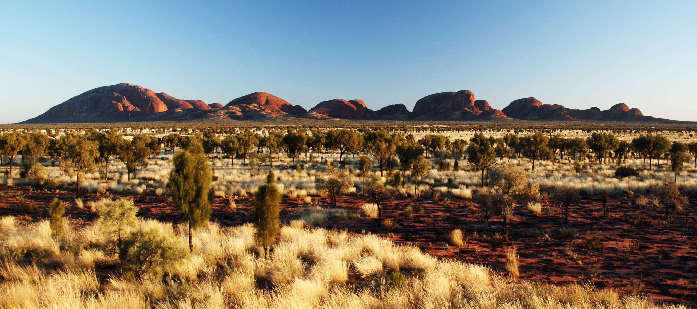 Location: Uluru-Kata Tjuta National Park, view from the Kata Tjuta Viewing Area to Kata Tjuta (1066 m). The trees in the foreground are desert oaks (Allocasuarina decaisnea). WI_nt071a.jpg