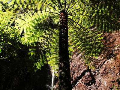 Springbrook NP  |  Tree fern