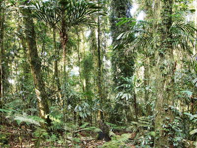 Lamington NP  |  Subtropical rainforest