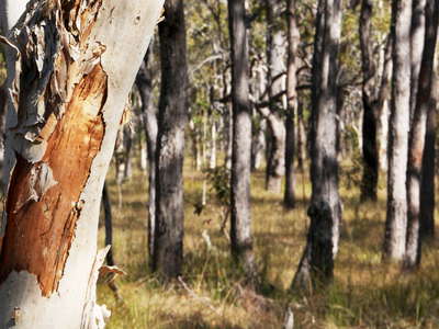 Childers  |  Eucalyptus forest