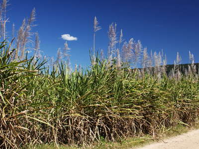 Proserpine  |  Sugar cane field