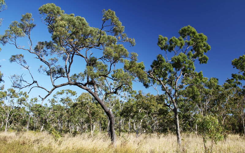 Bowen  |  Eucalyptus forest and grassland