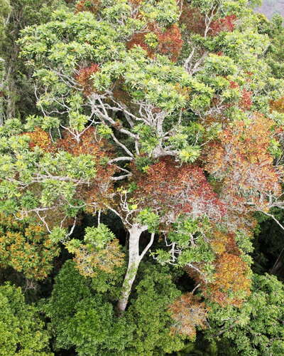 Kuranda  |  Tropical rainforest emergent