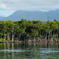 Port Douglas  |  Mangroves