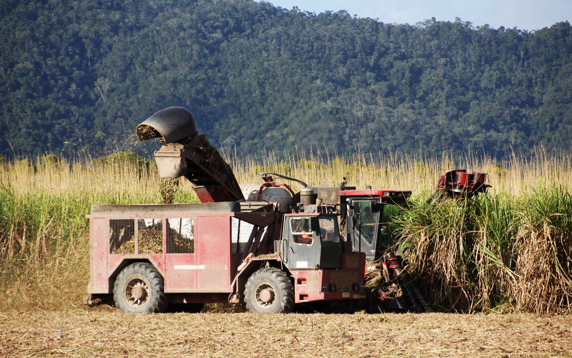 The plains around Mossman are used for growing sugar cane. The northernmost sugar mill of Australia's east coast is found in this small town. WI_ql122c.jpg