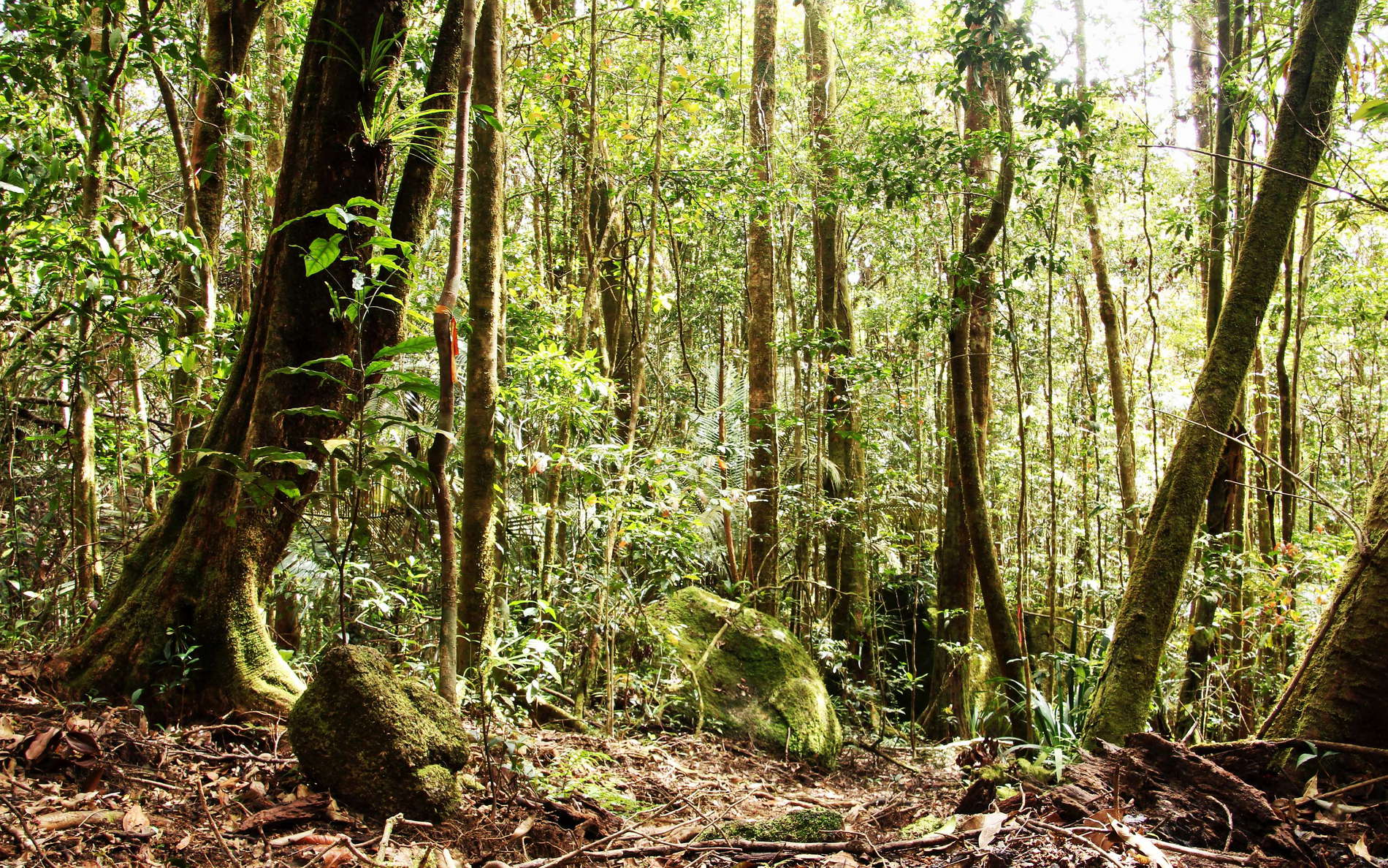 Daintree NP, declared as a UNESCO World Heritage Site in 1988 as part of the Wet Tropics of Queensland WI_ql126a.jpg