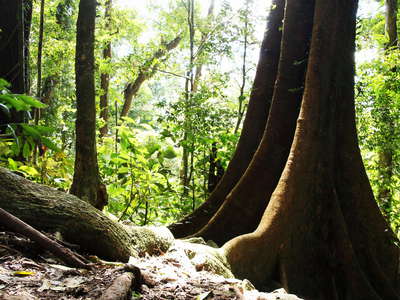 Mt. Sorrow  |  Tropical rainforest with buttresses