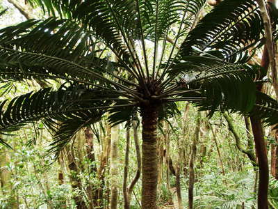 Mt. Sorrow  |  Tropical rainforest with cycad
