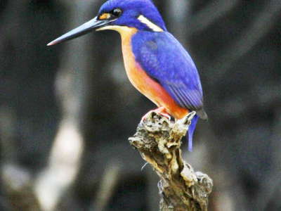 Daintree River  |  Azure kingfisher