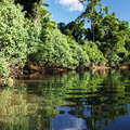 Daintree River with mangroves