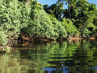 Daintree River with mangroves