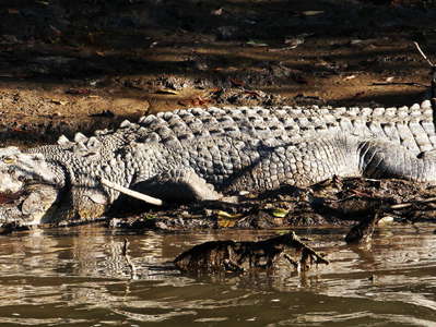 Daintree River  |  Old saltwater crocodile