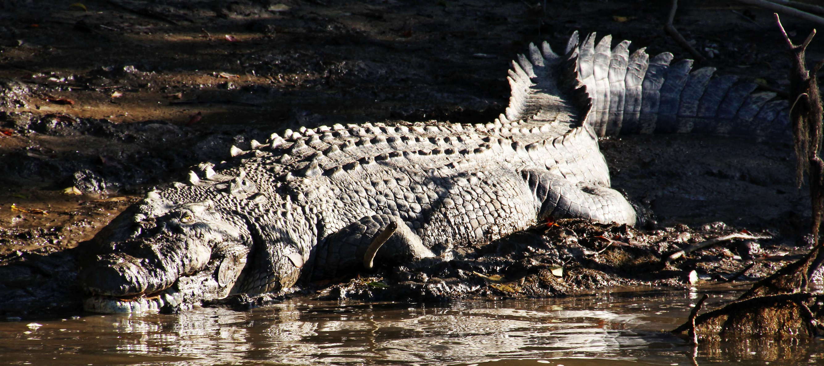 The saltwater crocodile (Crocodylus porosus) is the largest living reptile and the largest riparian predator worldwide. WI_ql151b.jpg