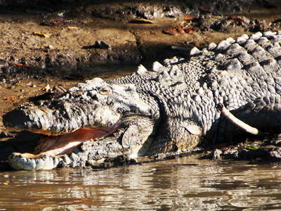 Daintree River  |  Old saltwater crocodile