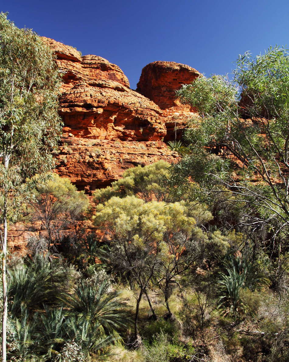 Kings Canyon upstream from the Garden of Eden. The canyon's escarpments consist mainly of the aeolian Mereenie sandstone overlaying the older and more erodible Carmichael Sandstone. Some parts of the canyon bottom support lush riverine vegetation. WI_nt051b.jpg