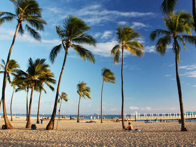 Honolulu  |  Waikīkī Beach with coconut palms