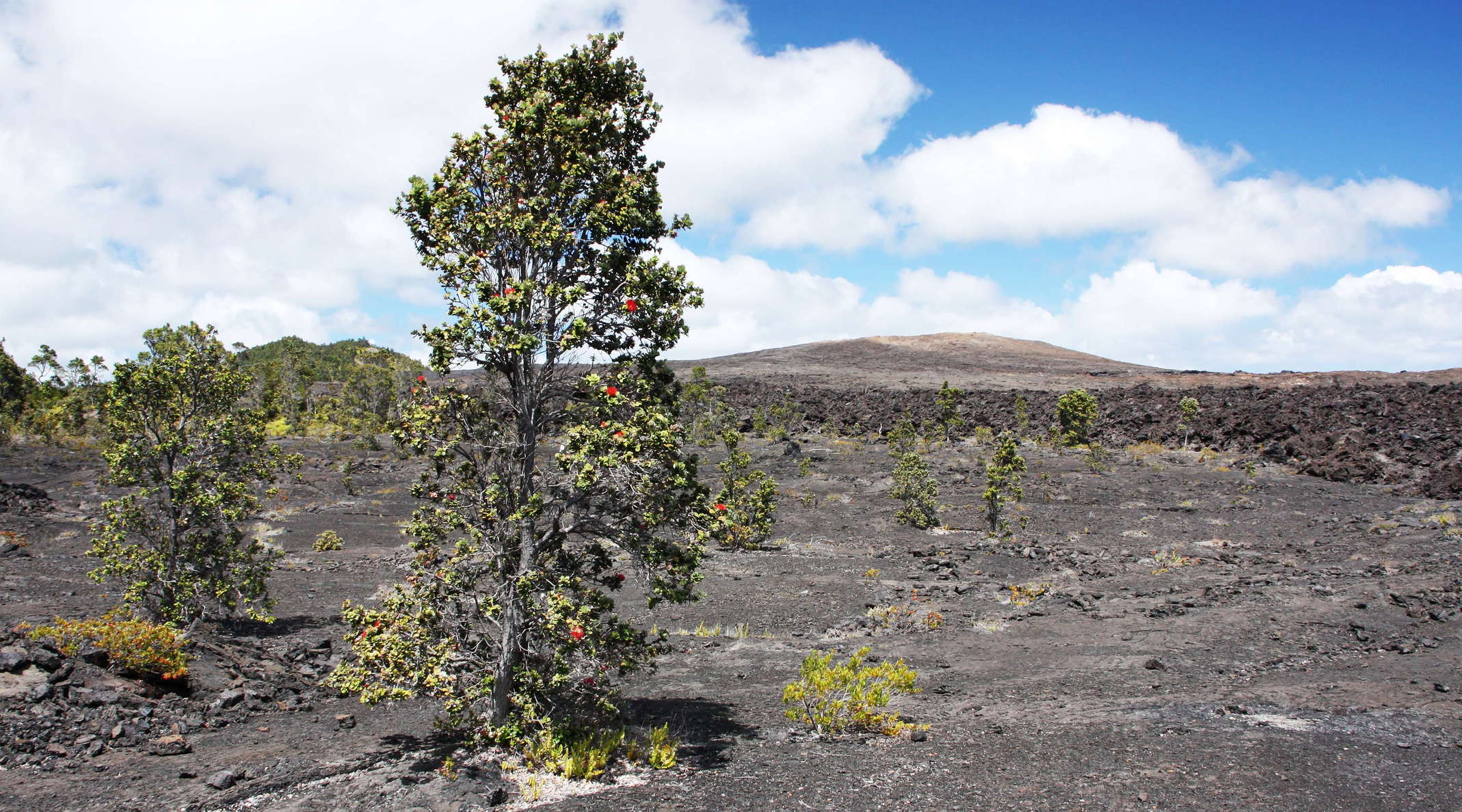Hawai'i Volcanoes NP  |  'Ōhi'a lehua and Mauna Ulu