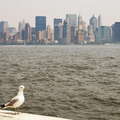 Gull and Lower Manhattan