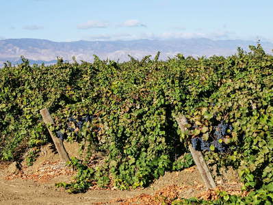 San Joaquin Valley  |  Grape cultivation